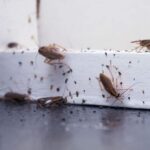 Pest Infestations in Schools
