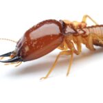 termite control Sydney