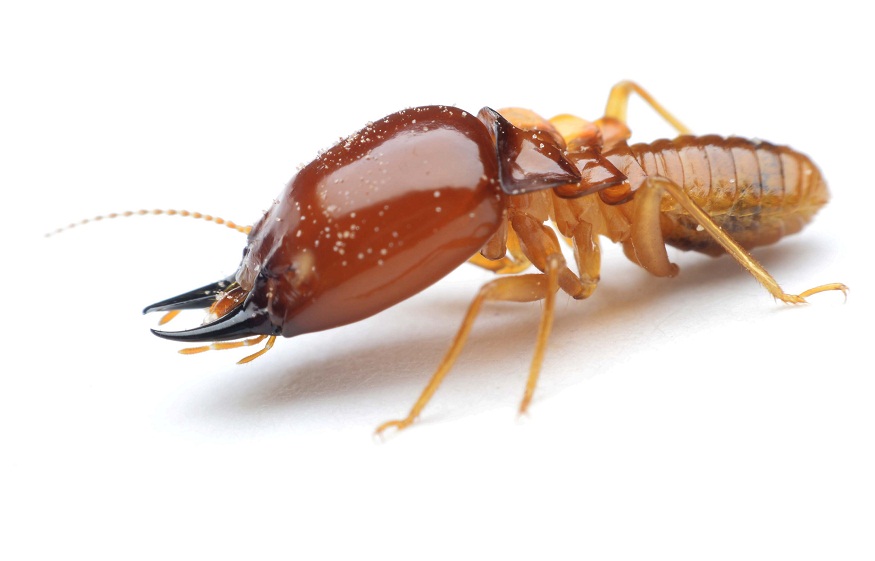 termite control Sydney